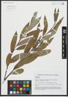 Foto von Salix alba L.